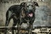 redraw-this-image-of-a-brown-dog-on-a-chain-in-ban