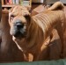IMG-20221220-WA0007