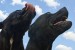 black_dogs_sky_portrait