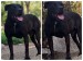 black_dog_garden_bokeh-COLLAGE